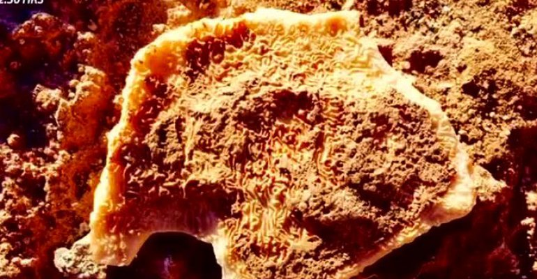 Peritos hallan fragmento de cráneo que podría ser de Kurt Martinson