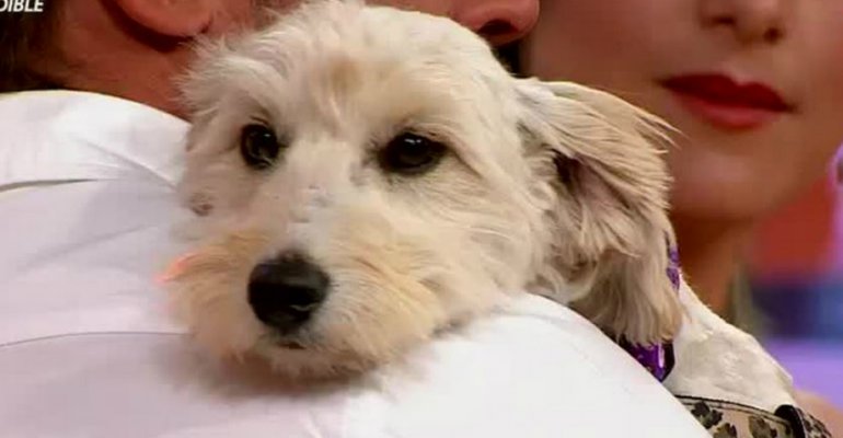 Veterinario César Villalta te invita a adoptar a esta perrita