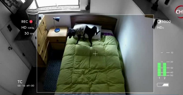 Esto es lo que debes hacer si tu perro se orina donde no debe