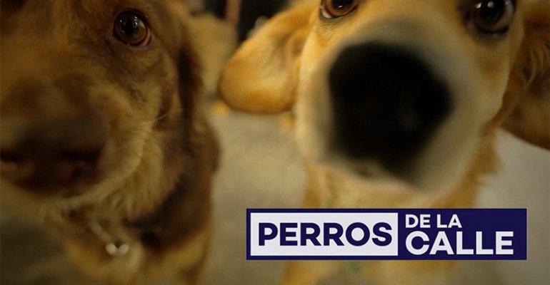 Pronto no te puedes perder Perros de la Calle