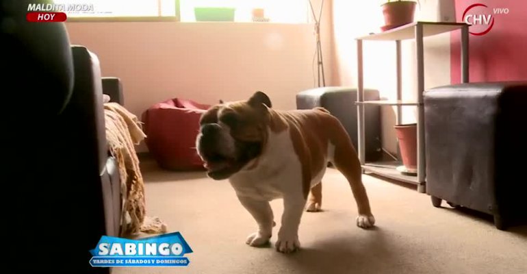 César Villalta fue en ayuda de un bulldog inglés que 