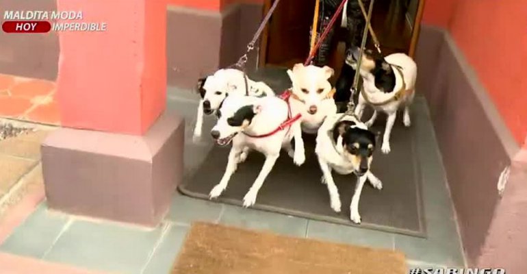 La cámara espía reveló las travesuras que hacen cinco fox terrier cuando nadie los ve