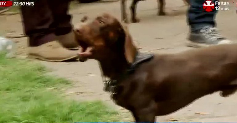 Espiando a tú mascota: Unos salchichas muy especiales