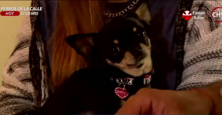 Conoce qué debes hacer para evitar la agresividad en tu mascota