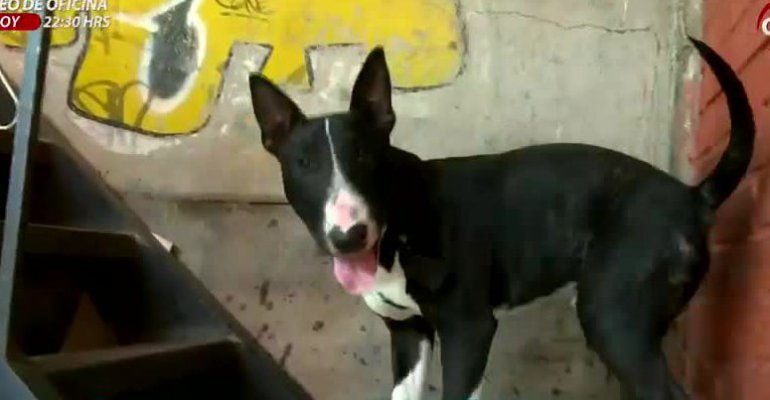 Espiando a tu mascota: Bull Terrier se muerde la cola por estrés