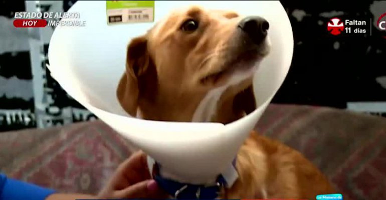 Se acusa a vecina de haber quemado a perro en presencia de niños