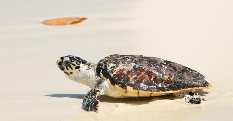 Islas del Mundo | Los Roques - Venezuela - Parte 1
