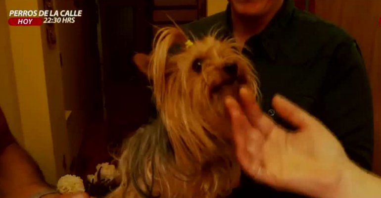 ¿Qué hacer si nuestra mascota es muy territorial?