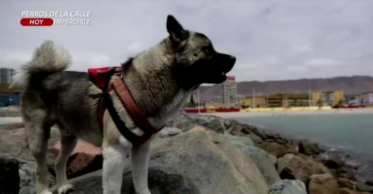 Conoce la historia de Kafir: El perro salvavidas de Antofagasta