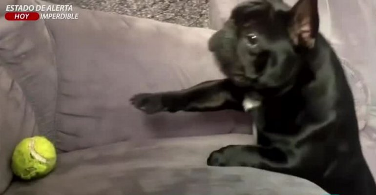 ¡Se volvieron locos! Los perros más graciosos que sacan carcajadas en internet - Parte 2