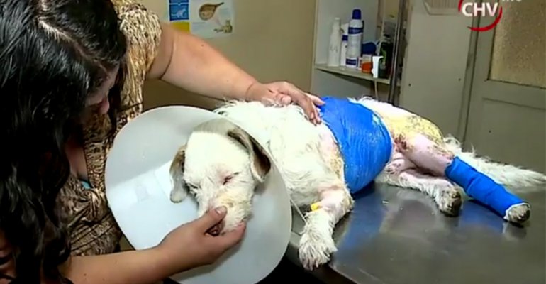 Perro quemado por garzón se recupera en clínica veterinaria