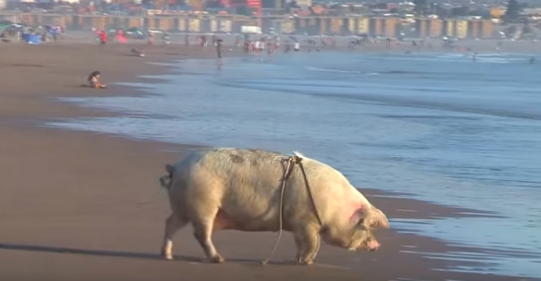 Petunia: La cerdita que goza yendo a la playa en Arica