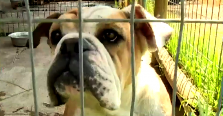 Sepa dónde dejar a su mascota durante el verano