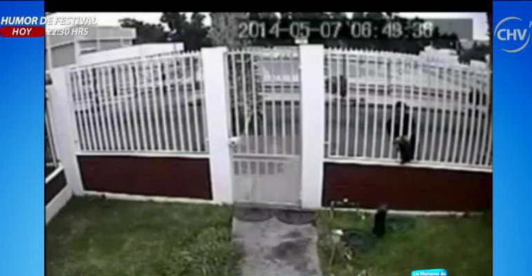 Cifra de robos de mascotas aumenta en periodo de verano