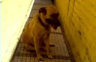 Denuncian negligencia por muerte de perro tras operación