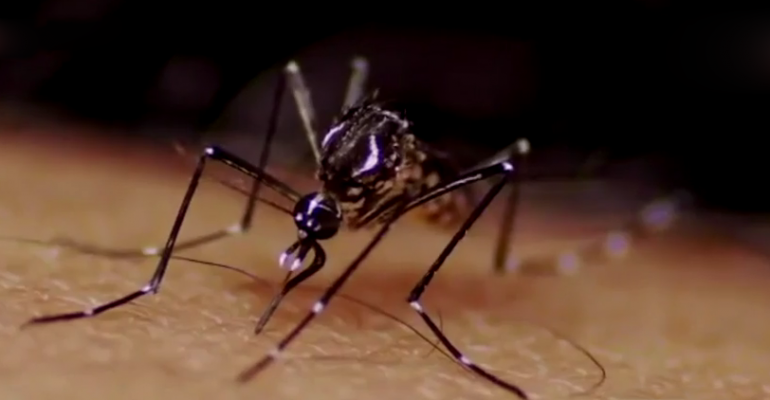 Confirman Zika en Chile: Todo los que debes saber sobre el virus