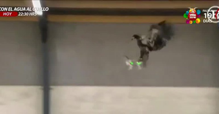 Águilas están siendo entrenadas para cazar drones