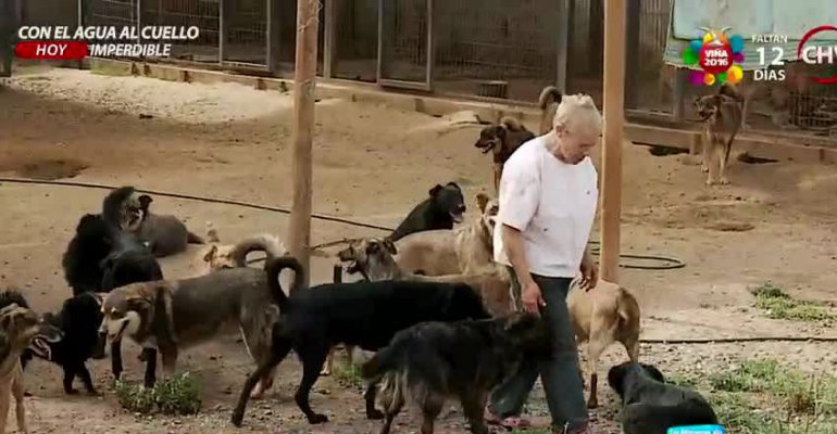 Mujer lo dejó todo para cuidar a sus mascotas