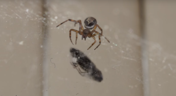 Araña venenosa amenaza la zona central de Chile