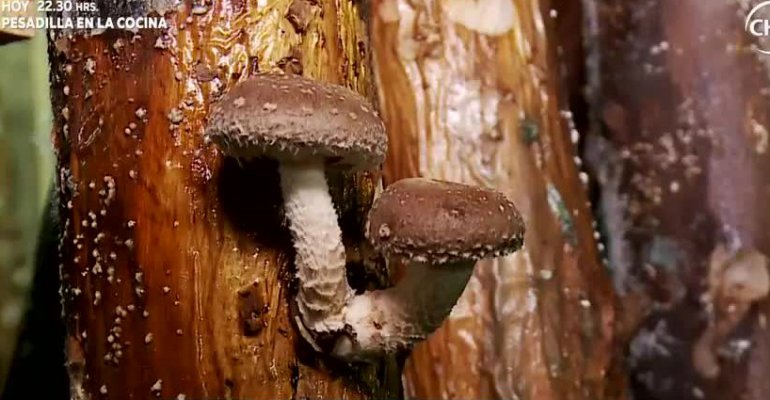 La Ruta del Monte: Cultivo de Hongos Shitake