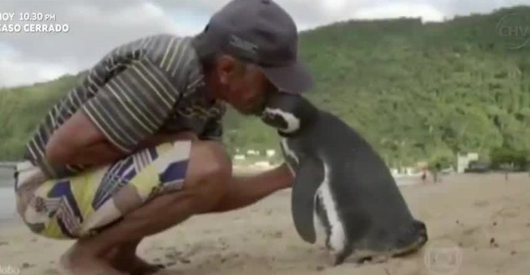 Pingüino magallánico viaja a Río de Janeiro para ver a hombre que salvó su vida