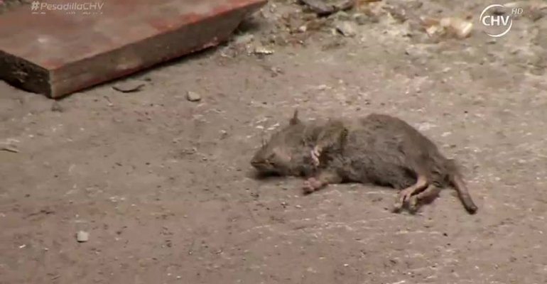 Chef Maurelli se indignó al encontrar una rata en restaurant - Parte 2