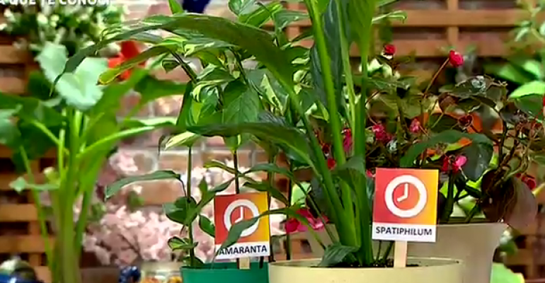 Plantas en el hogar: conozca cuáles son sus riesgos - Parte 1