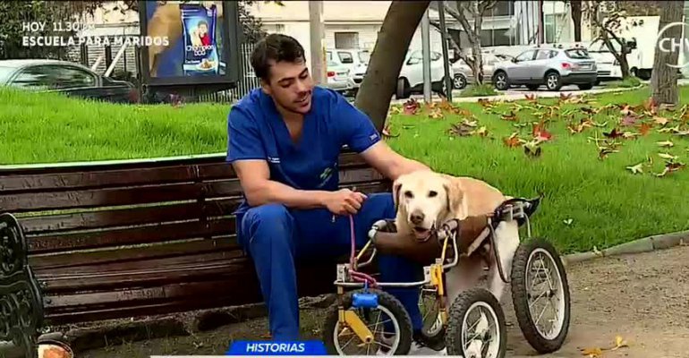 Perro labrador que perdió dos patas está buscando familia