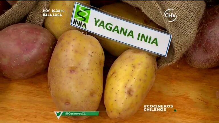 Todo sobre las papas