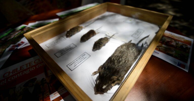 Hantavirus - Vidas en Riesgo