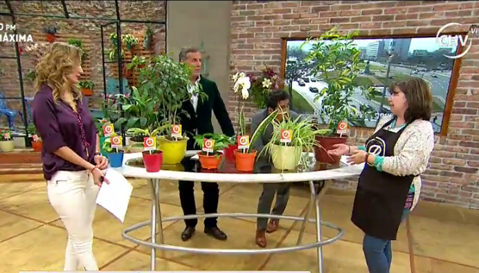 Primavera ¿Cuáles plantas son de interior?