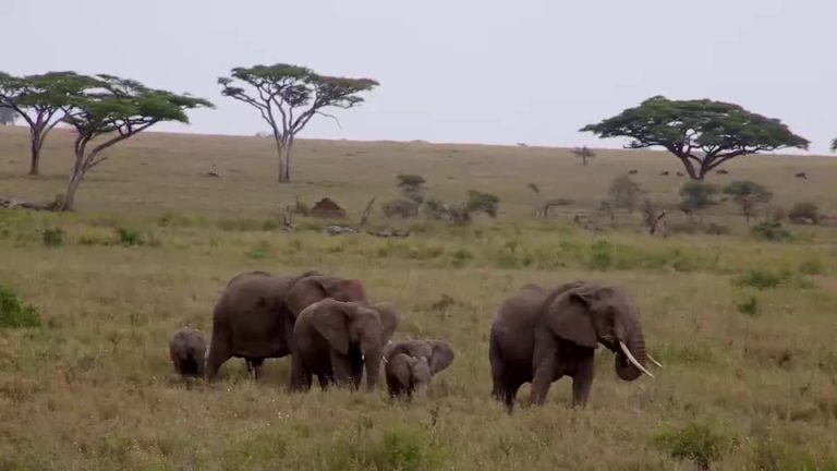Jorge Said en África: Este domingo a las 22:15 horas