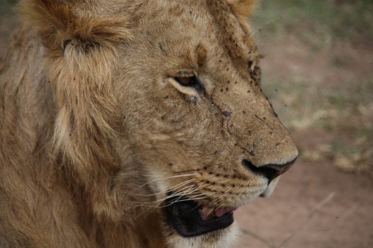La Sexta Extinción de la Flora y la Fauna ya comenzó