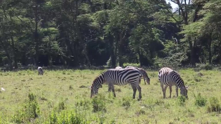 Animales peligrosos y magníficos
