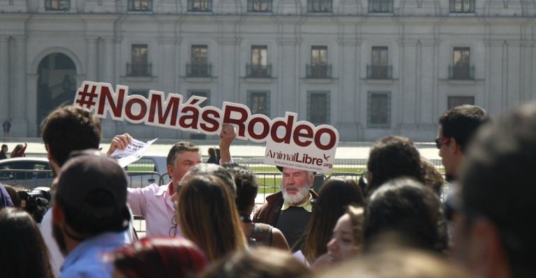 Rodeo en polémica: ¿Tradición o maltrato animal? - Parte 2
