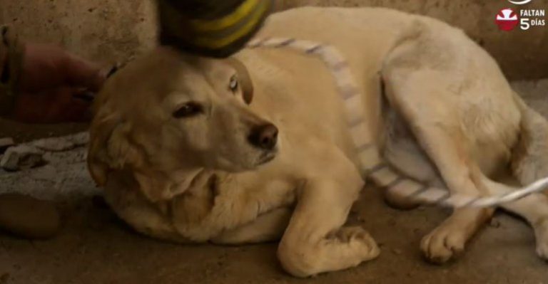 Así fue el rescate de una perrita que cayó a un foso - Parte 2
