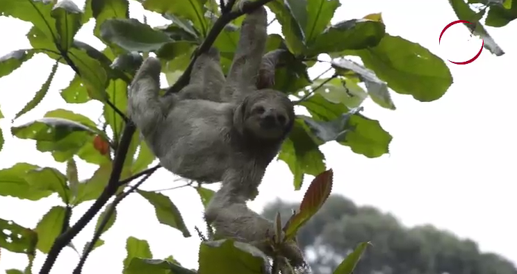 Te invitamos a ser parte del cuidado animal con Zoomate