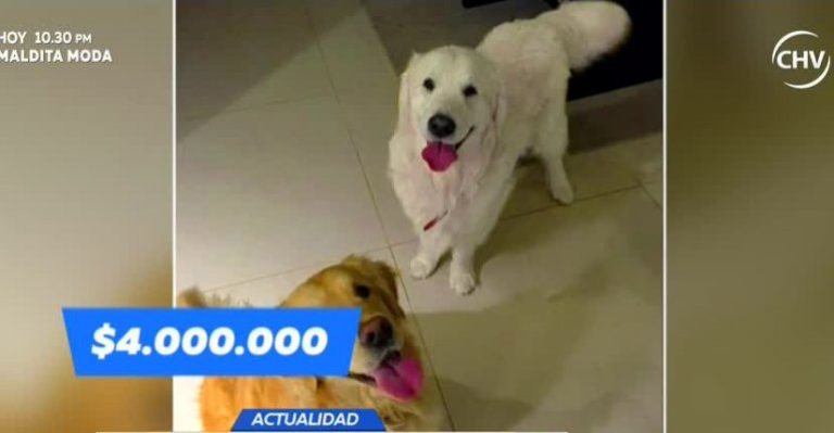 Famosos gastan millones en lujos y cuidado de sus perros