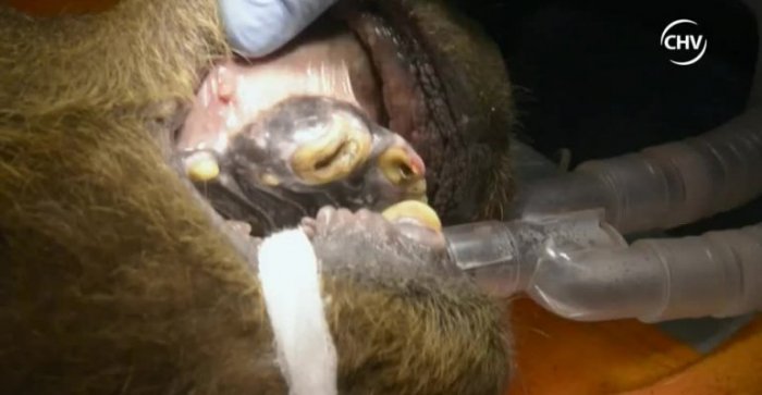 Osa rescatada de un circo tenía infección en uno de sus colmillos