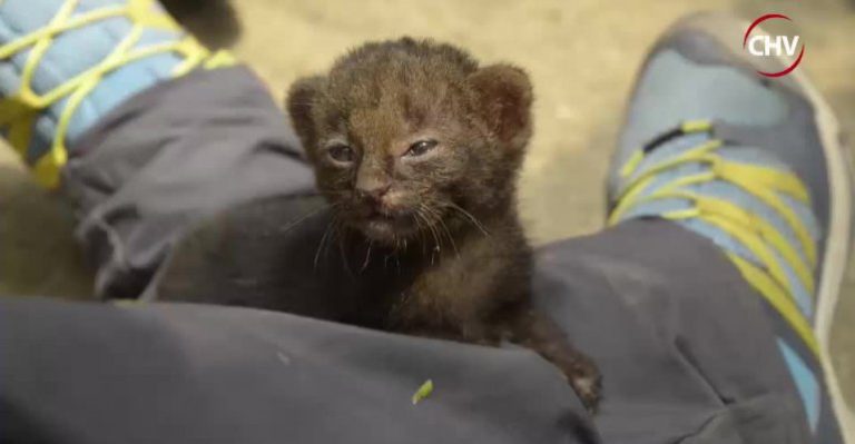 Zoomate no te pierdas lo que viene este domingo