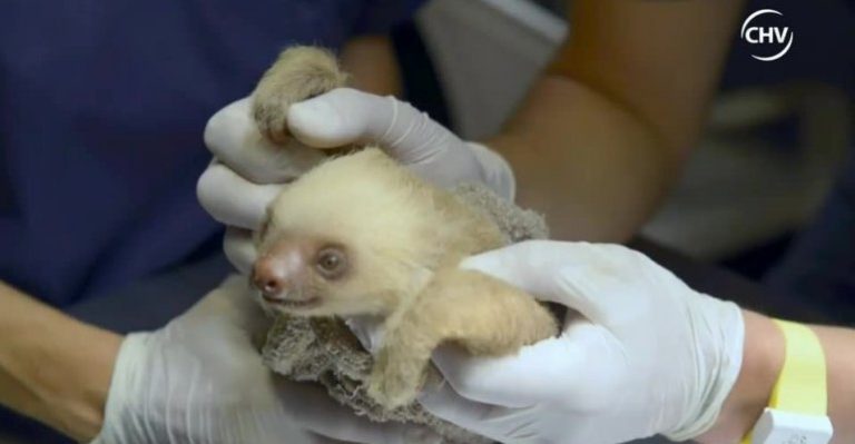 Oso perezoso sufrió quemaduras por descarga eléctrica