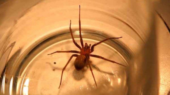 Picada de araña de rincón + Narcolepsia - Vidas en Riesgo