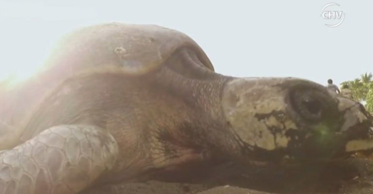 Arribada de tortugas: El impresionante y misterioso fenómeno natural - Parte 2