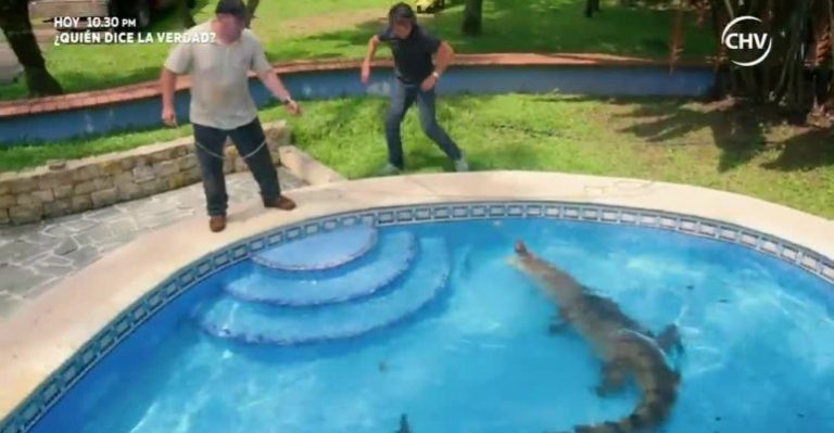 Sebastián Jiménez mostró cómo inmovilizar a un cocodrilo