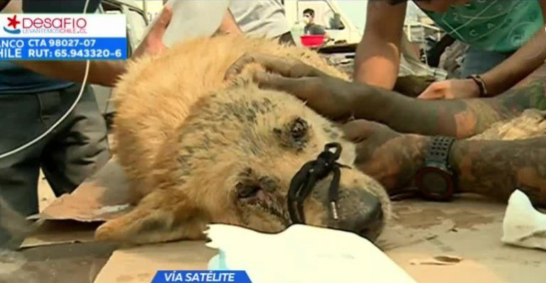 Animales reciben ayuda en medio de tragedia en Santa Olga