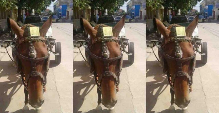 Le cobraron estacionamiento a un caballo
