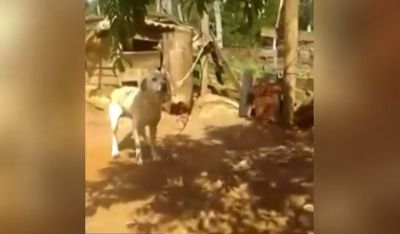 Perro murió tras salvar a su amo de incendio en Santa Juana