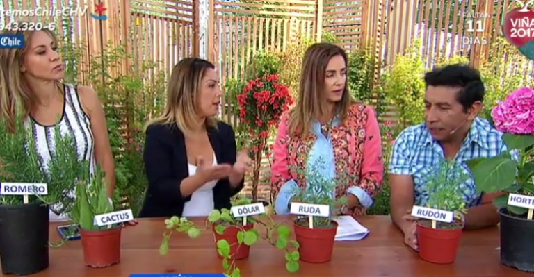 Estas son las plantas que hay que tener en la casa