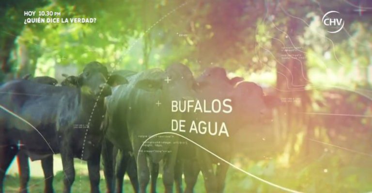 La curiosa historia de los búfalos de agua en Costa Rica - Parte 3