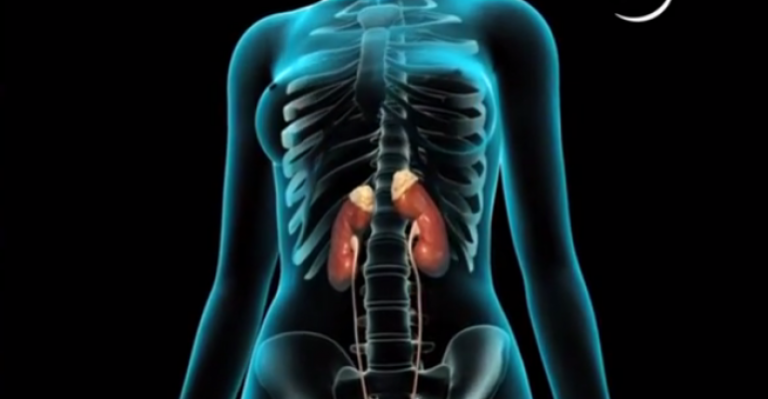 Infecciones Urinarias: Todo lo que debes saber - Parte 1